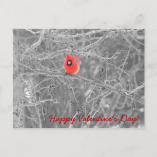 Carte postale Cardinaux de la Saint-Valentin