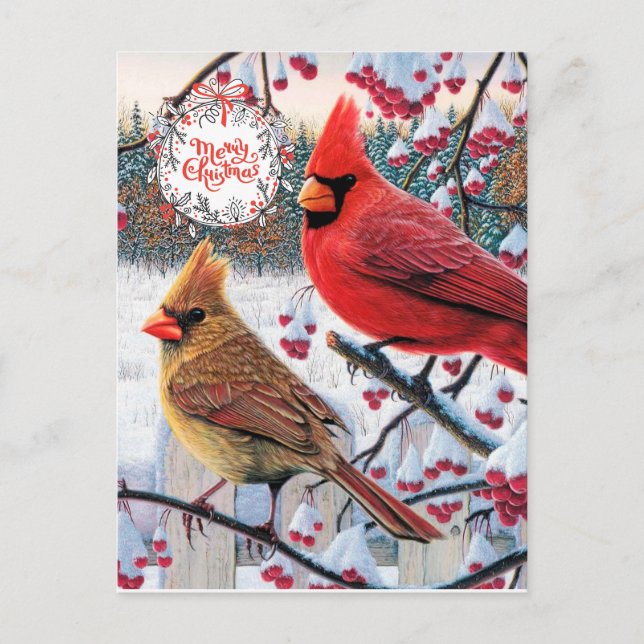 Carte Postale Cardinaux de Noël (Devant)