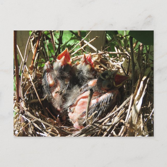 Carte Postale Cardinaux pour bébés avec bouches ouvertes (Devant)