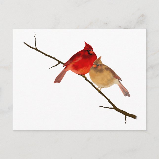 Carte Postale cardinaux sur une branche (Devant)