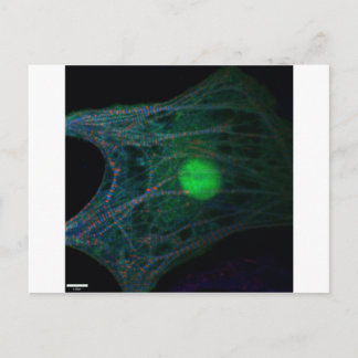 Carte Postale cardiomyocyte embryonnaire de poulet