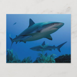 Carte Postale Caribbean Reef Shark
