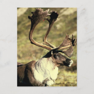 Carte Postale Caribou