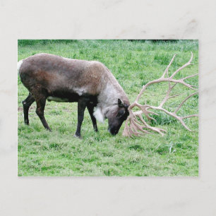 Carte Postale Caribou