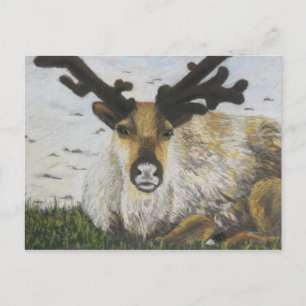 Carte Postale Caribou