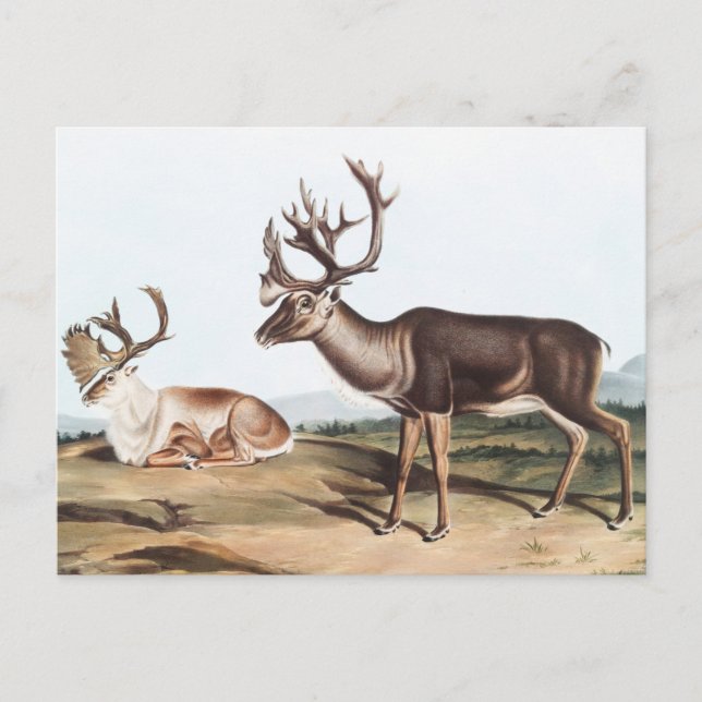 Carte Postale Caribou, Cerf de la Rein (Tarandus furcifer) (Devant)