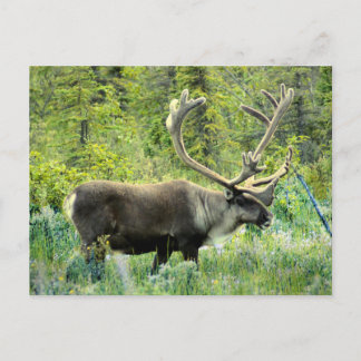 Carte Postale Caribou dans la péninsule de Kenai, Alaska