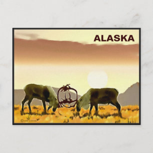 Carte Postale Caribou Duel - Alaska