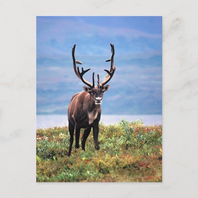 Carte Postale Caribou ou renne | Parc national de Denali, Alaska (Devant)