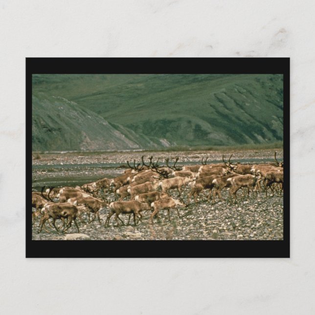 Carte Postale Caribou, Réserve nationale de faune de l'Arctique (Devant)
