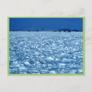 Carte Postale Caribou traversant la toundra enneigée