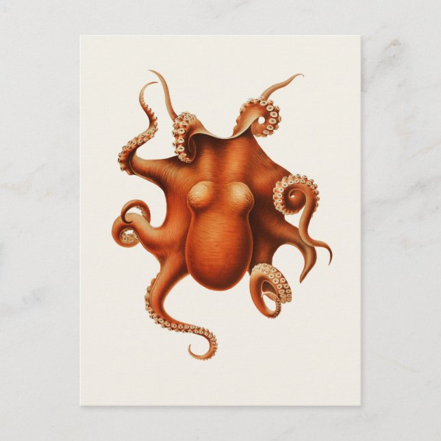 Carte Postale Carl Chun Vintage Octopus Illustration Marine (Devant)