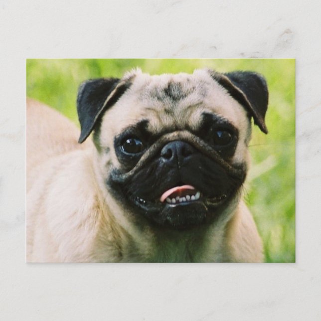Carte postale carlin (Devant)