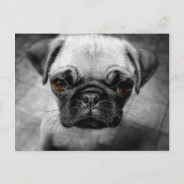 Carte Postale Carlin (Devant)