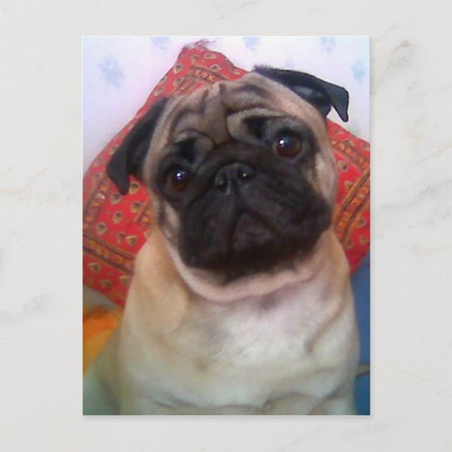 Carte Postale carlin 4.png (Devant)