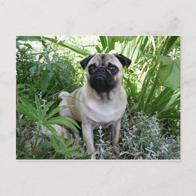 Carte Postale carlin assis (Devant)