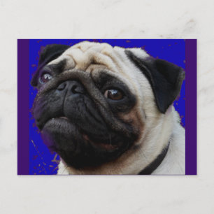 Carte Postale Carlin () : Cadeaux (Gifts) : visage adorable