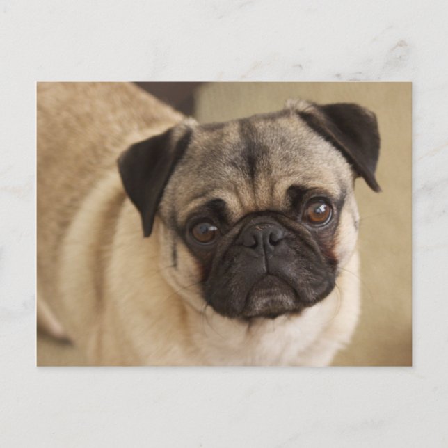 CARTE POSTALE CARLIN CHIEN PUP (Devant)