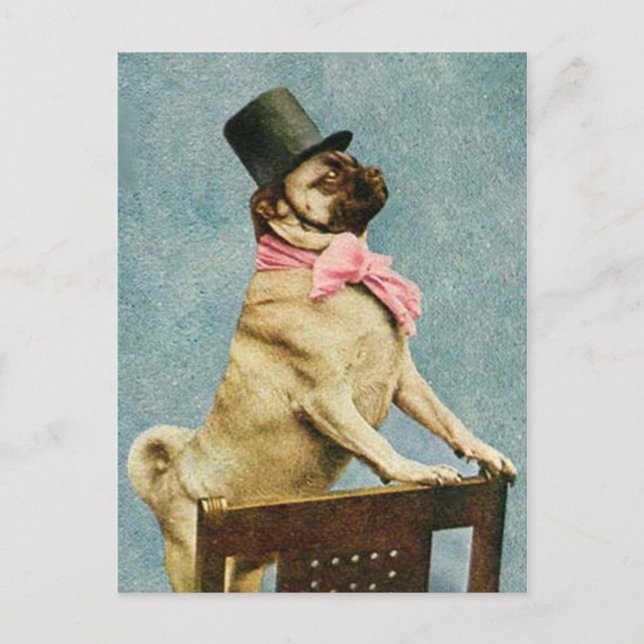 Carte postale carlin Chien Tophat (Devant)