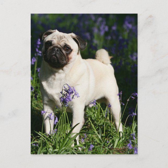 Carte Postale Carlin de faon se tenant dans les jacinthes des (Devant)