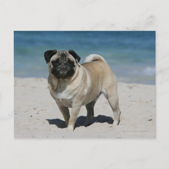 Carte Postale Carlin de la plage (Devant)