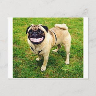 Carte Postale carlin de sourire de chien