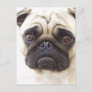 Carte postale carlin Dog