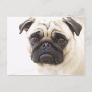 Carte postale carlin Dog