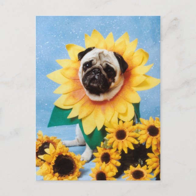 Carte postale carlin Dog Sunflower (Devant)