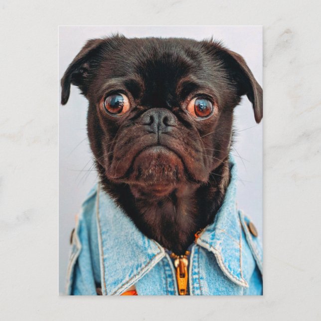 Carte Postale Carlin en Denim Jackey Cute Adorable Chien Chien C (Devant)