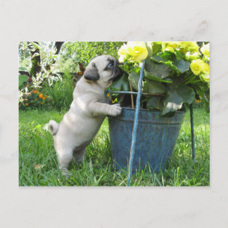 Carte postale carlin et fleurs