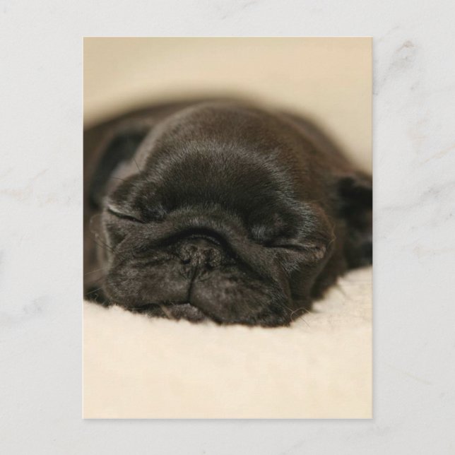 Carte Postale Carlin noir Chiot couché (Devant)