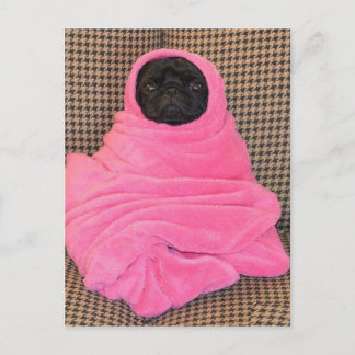 Carte Postale Carlin noir dans une couverture rose