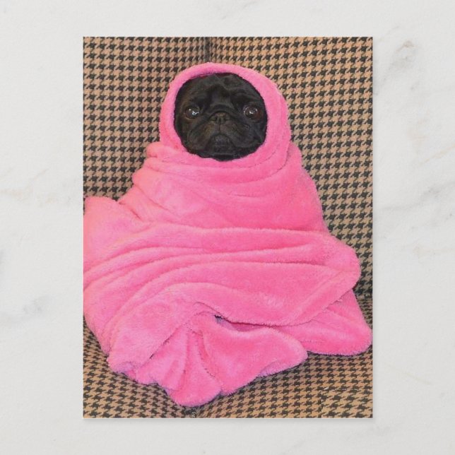 Carte Postale Carlin noir dans une couverture rose (Devant)