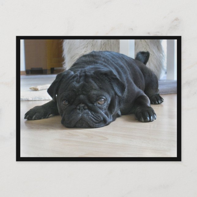 Carte postale Carlin noir mignon et lazy (Devant)