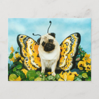 Carte postale carlin papillon