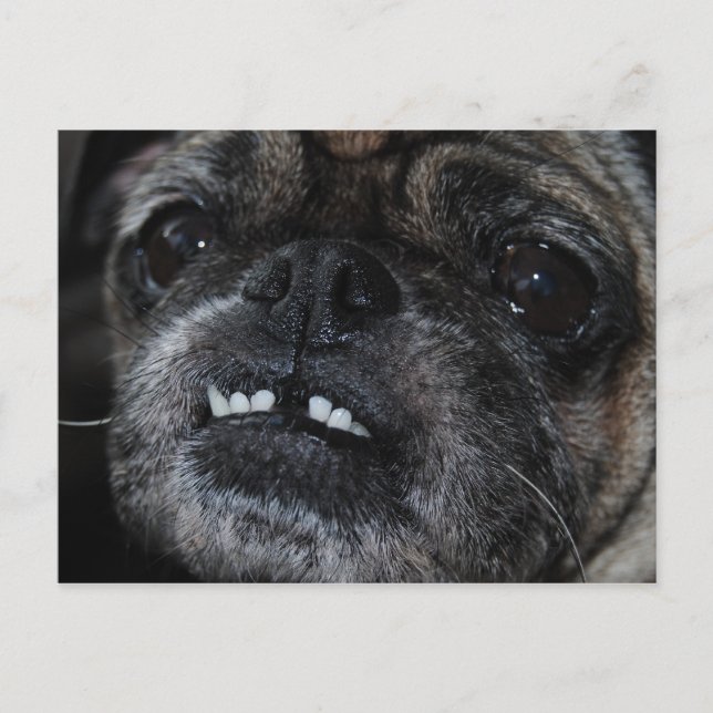 Carte postale carlins Pearly White Teeth (Devant)