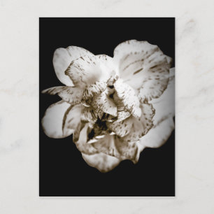 Carte Postale Carnation