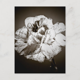 Carte Postale Carnation