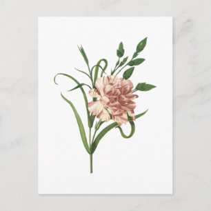 Carte Postale carnation (Dianthus caryophyllus) de Redouté