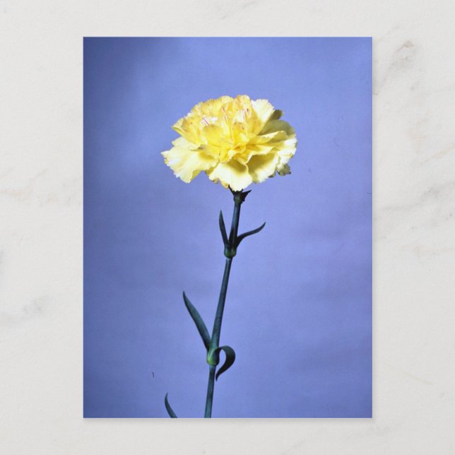 Carte Postale Carnation jaune (Devant)