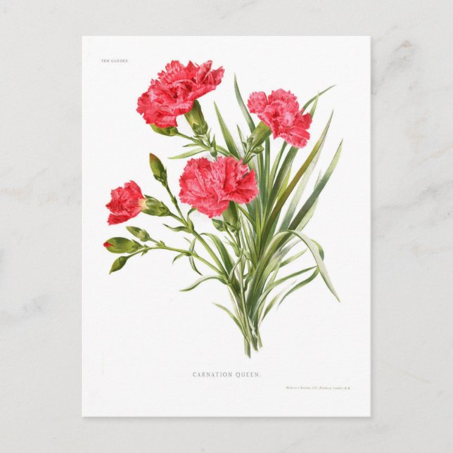 Carte Postale Carnation 'Queen' (Devant)
