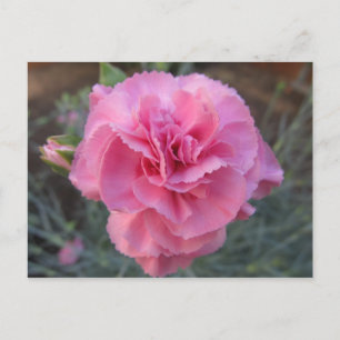 Carte Postale Carnation rose