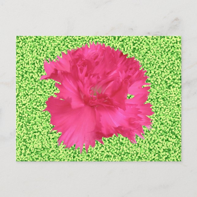 Carte postale Carnation rose (Devant)