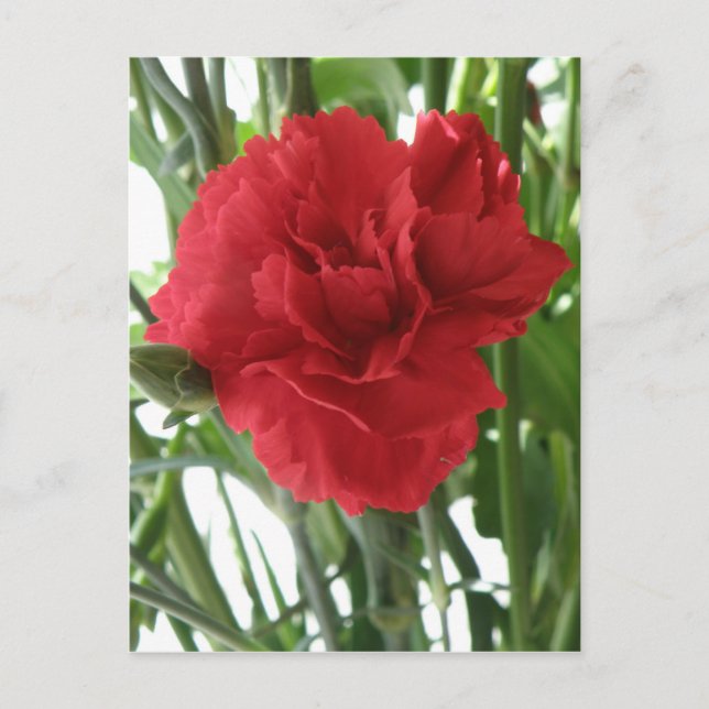 Carte postale Carnation rouge (Devant)