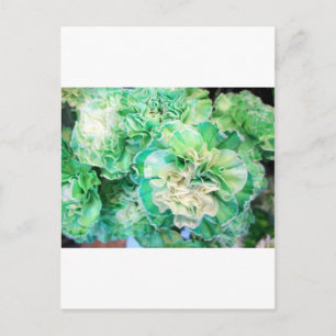 Carte Postale Carnation verte