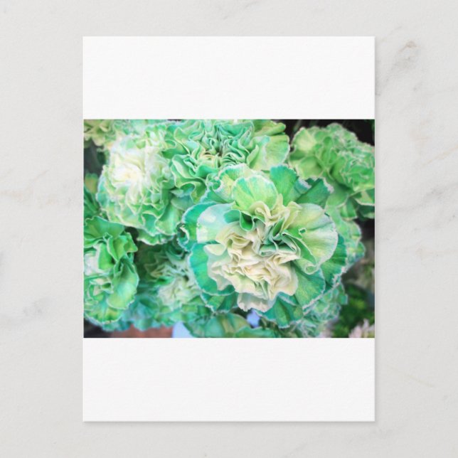 Carte Postale Carnation verte (Devant)
