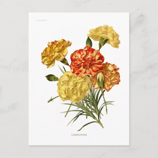 Carte Postale Carnations (Devant)