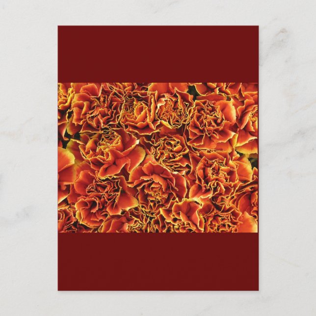 Carte Postale Carnations (Devant)