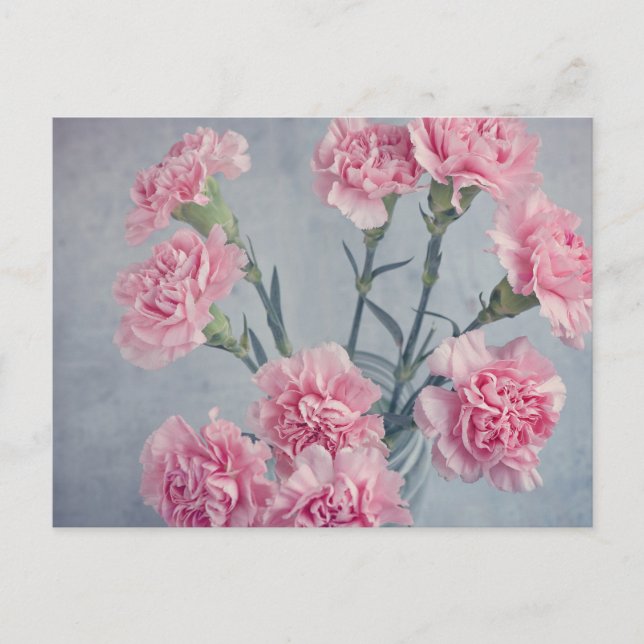 Carte Postale Carnations roses (Devant)